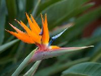Bird Of Paradise Flower
