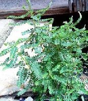 Phyllanthus Niruri