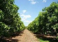 Horticulture Consultancy Service