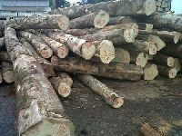 Gmelina Logs