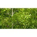 Poplar Plant