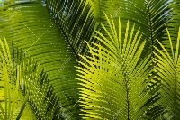 Palm Leaves