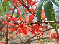 Woodfordia Fruticosa