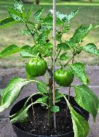 Capsicum Plant