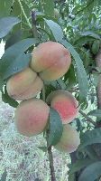 Peach Plants