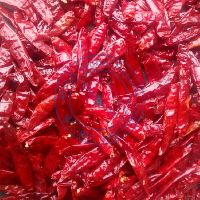 Teja Red Chilli