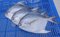 Frozen Pomfret Fish