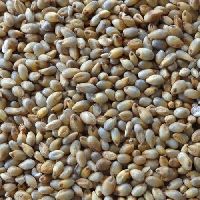 Organic Pearl Millet