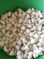Organic Garlic