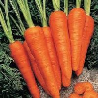 Organic Carrot