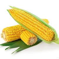 Organic Sweet Corn