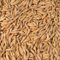 Oat Seeds