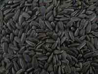 Black Sunflower Seeds
