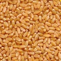 Sharbati Wheat Seeds