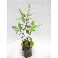 Tulsi Plant