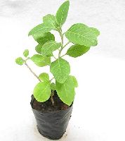 Ashwagandha Plant