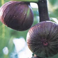 Fig Extract