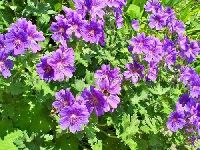 Geranium Plant
