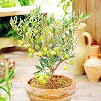 Olive Plant