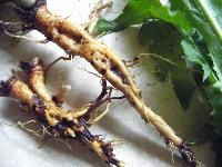 Dandelion Root