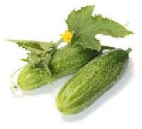 Cucumber Extract