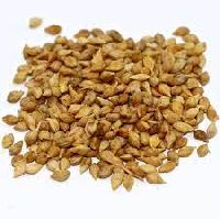 Browntop Millet
