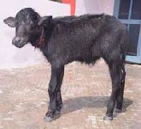 Buffalo Calf