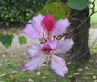 Bauhinia Variegata