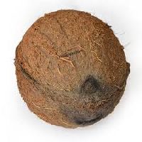 One Eye Coconut