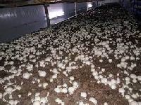 Mushroom Cultivation Training