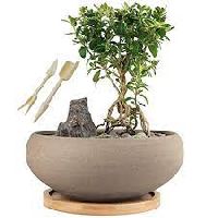 Bonsai Plant Pot