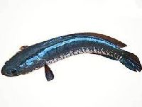 Murrel Fish