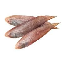Sole Fish