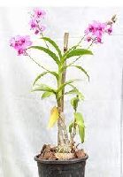 Dendrobium Orchid Plant