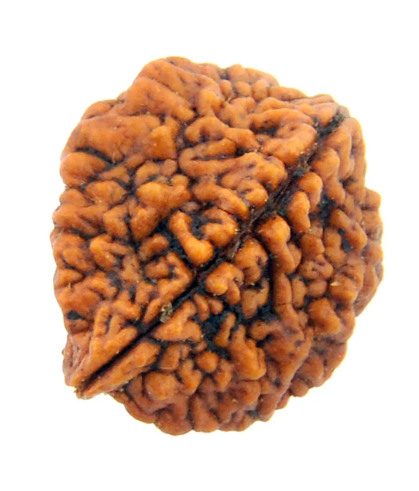 2 Mukhi Rudraksha