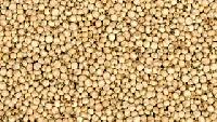 Jowar Seeds