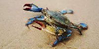 Blue Crab