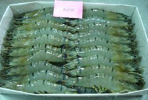 Frozen Tiger Prawn