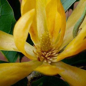 Absolute Essential Oil