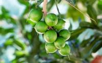 Macadamia Plant