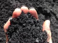 Biochar