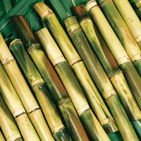 Sugarcane