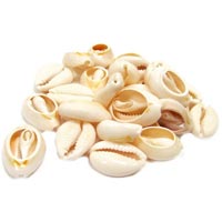 Shell Beads