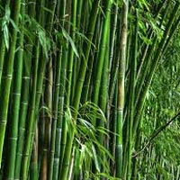 Bamboo and Bamboo Products