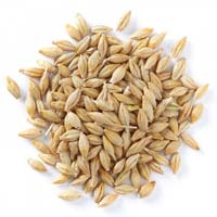 Barley