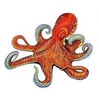 Octopus
