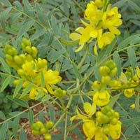 Cassia Angustifolia