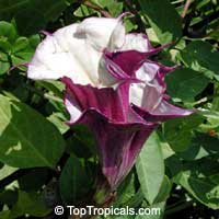 Datura Stramonium