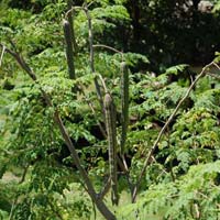 Moringa Oleifera