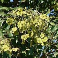 Pterocarpus Marsupium